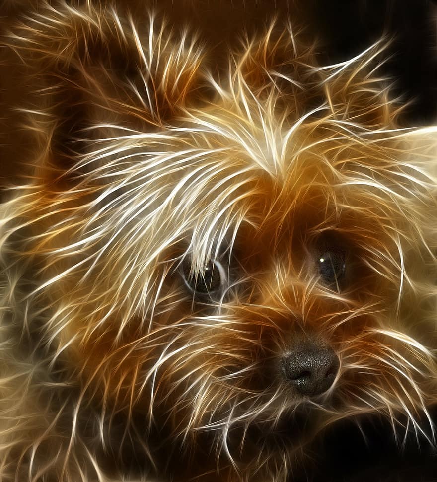 perro, terrier, animal, editado, edición de imagen, nitidez