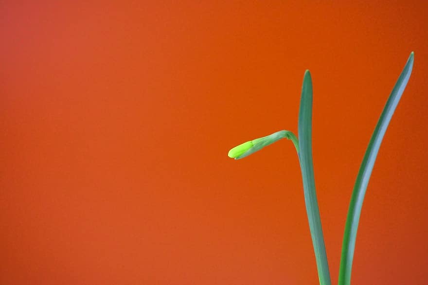Crocus, Flower, Yellow Crucus, Vegetable, Petals, Bloom, Flora, Spring, Red Background, Copy Space, plant