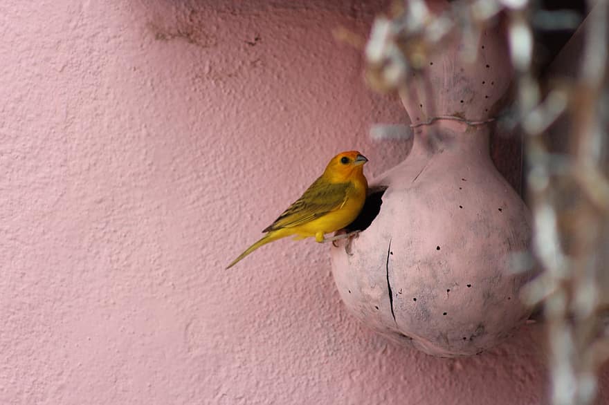 Yellow Canary, Passerine, Bird, Yellow Bird, Passerine Bird, Feathers, Plumage, Ave, Avian, Ornithology, Bird Watching