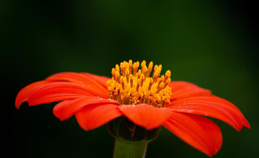 tithonia rotundifolia, мексиканський соняшник, пелюстки, помаранчева квітка, тичинки, цвітіння, квітуча рослина, сад, квітка, декоративні рослини, овочевий
