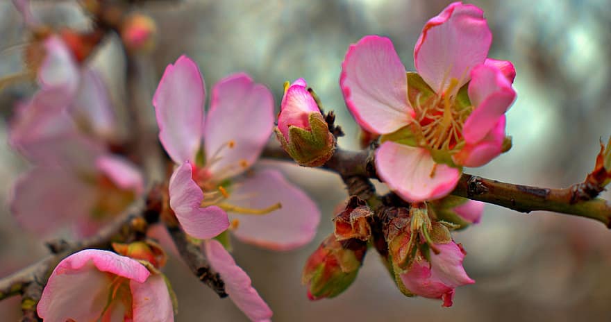 kirsikankukka, kukat, kevät, vaaleanpunaiset kukat, silmut, sakura, kukinta, kukka, haara, puu, kasvi