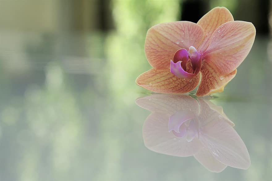 orchidea, virág, visszaverődés, virágszirom, szép, harmónia