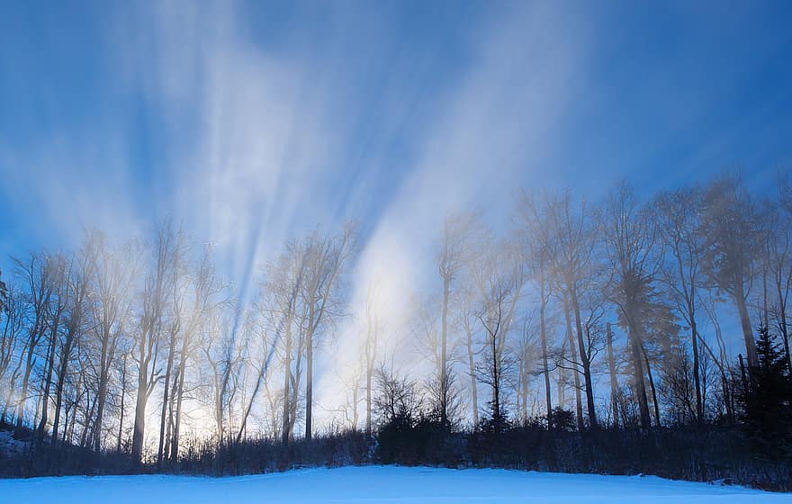 raze de soare, copaci, ceaţă, iarnă, zăpadă, răsărit, lumina soarelui, pădure, fascicule de lumină, zori de zi, albastru