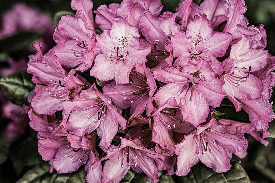 Rhododendron, roz flori, flori, natură, în aer liber, fundal, floră, inflori, a inflori, plantă, grădină