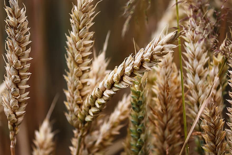 trigo, espiga, cereales, grano, campo, agricultura, maizal, campo de trigo, naturaleza, alimento básico, de cerca