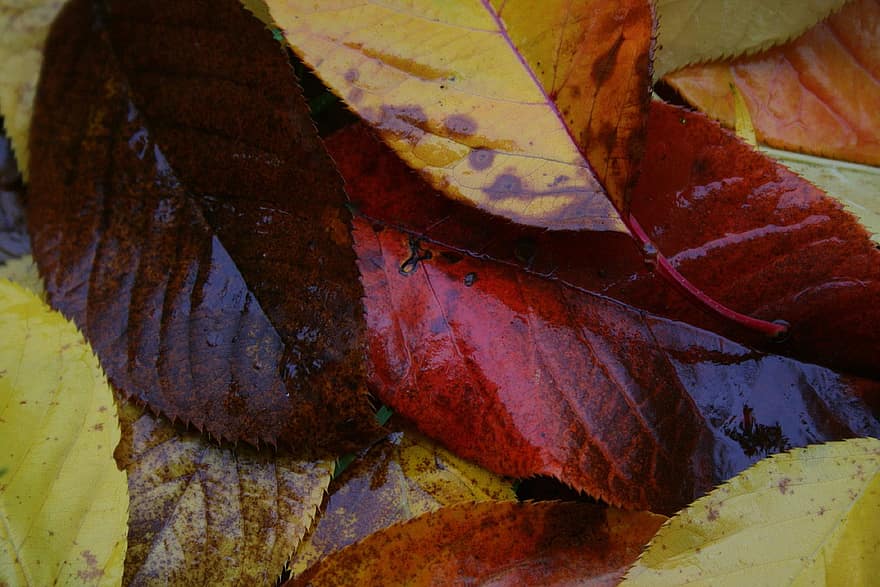 葉、秋、紅葉、濡れている、自然、マクロ