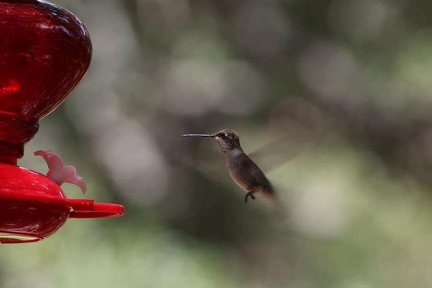 colibrí, ocell, volant, plomatge, plomes, bec, factura, naturalesa