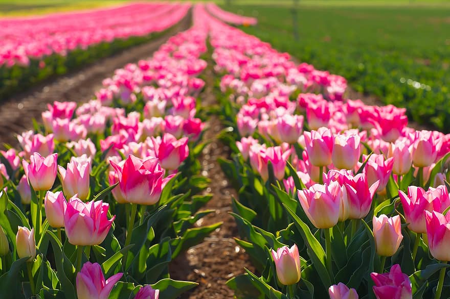 flors, tulipes, camp, rosa, naturalesa, florir, flor, botànica, creixement, macro, tulipa
