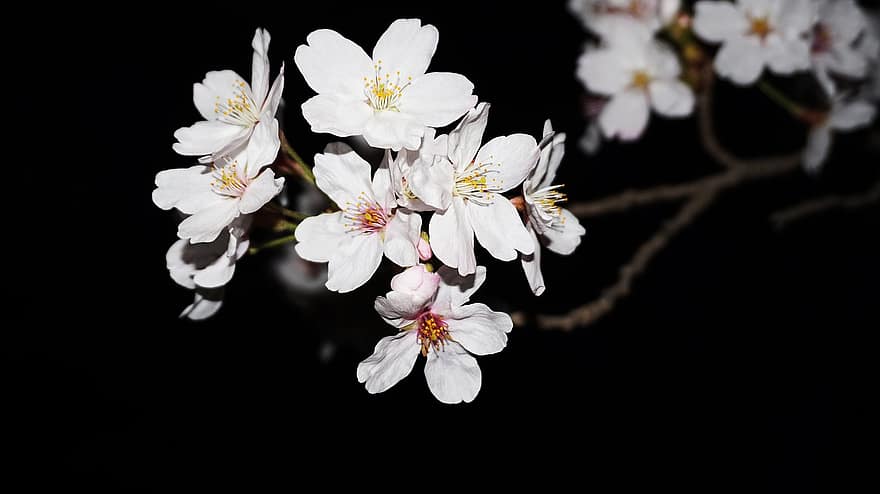 Flowers, Cherry Blossom, Spring, Nature, Republic Of Korea, Gyeonggi Do, Kim-po, flower, close-up, plant, petal