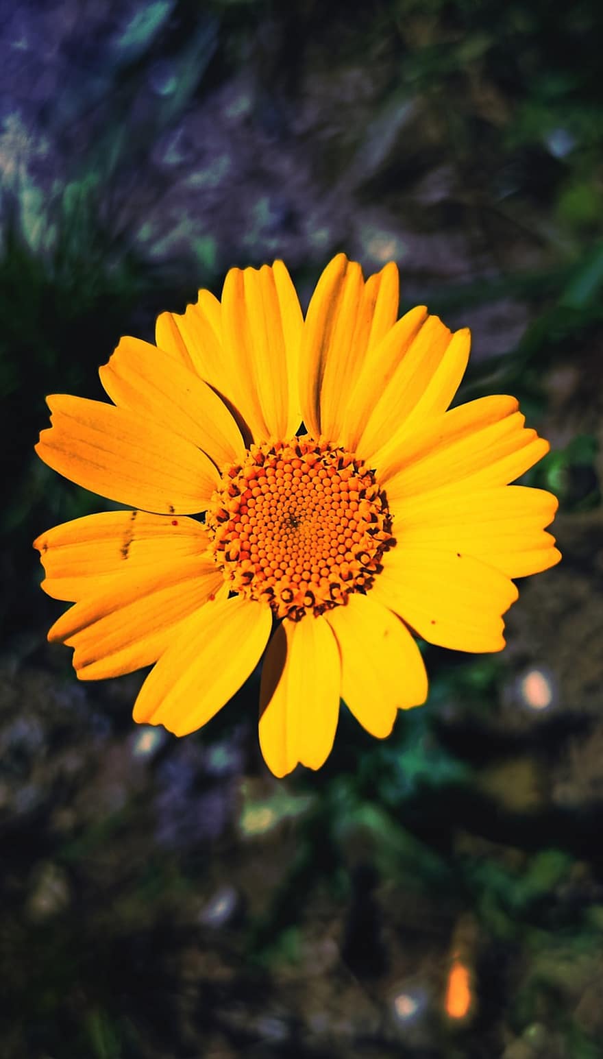 Daisy, Flower, Plant, Yellow Daisy, Spring, Petals, Bloom, Flora, Macro, Nature, summer