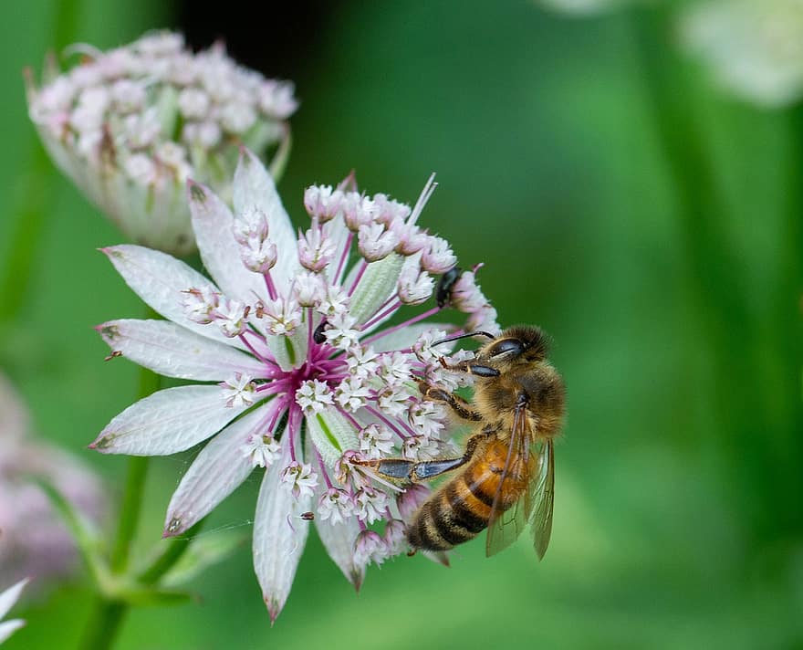 con ong, bông hoa, phấn hoa, côn trùng, trắng, mật hoa, màu tím