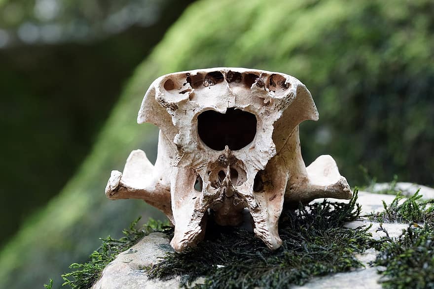 Skull, Wildlife, Bone