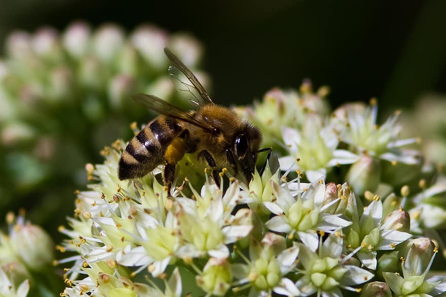 Blume, Honigbiene, Biene, Pflanzen, Insekt, Weiß, Bestäubung, Natur