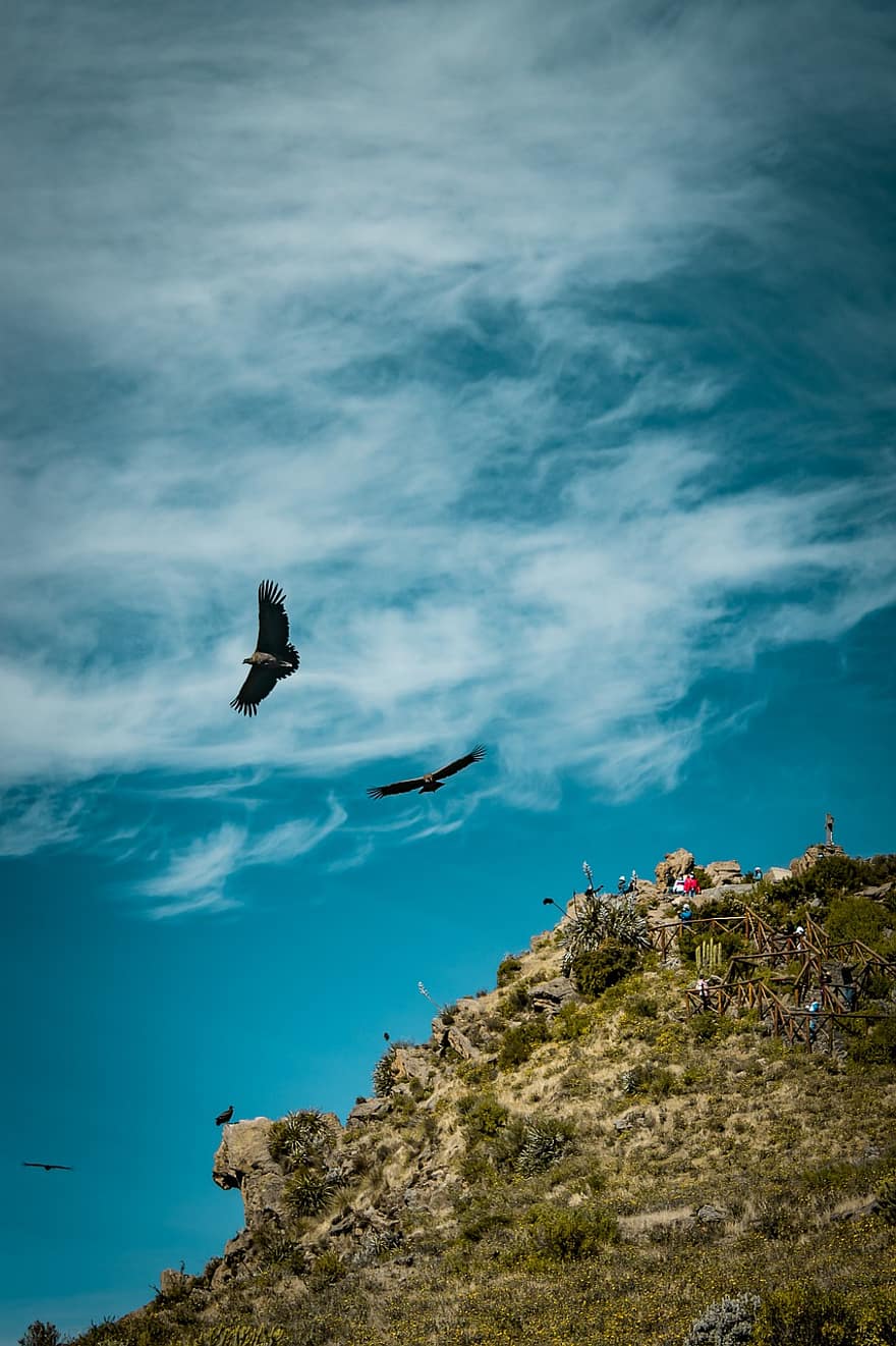 Condor, Aves, Ave, Nature, Bird, Landscape, Peru, Harrier, Profile, Wild, Animal