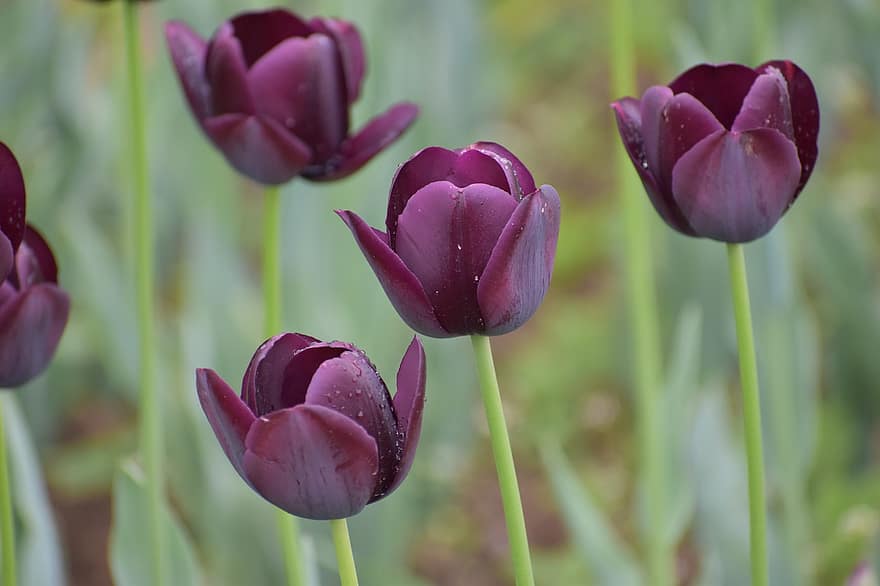tulipanes morados, tulipanes, Flores moradas, primavera, las flores, cachemir, srinagar, jardín, tulipán, flor, planta