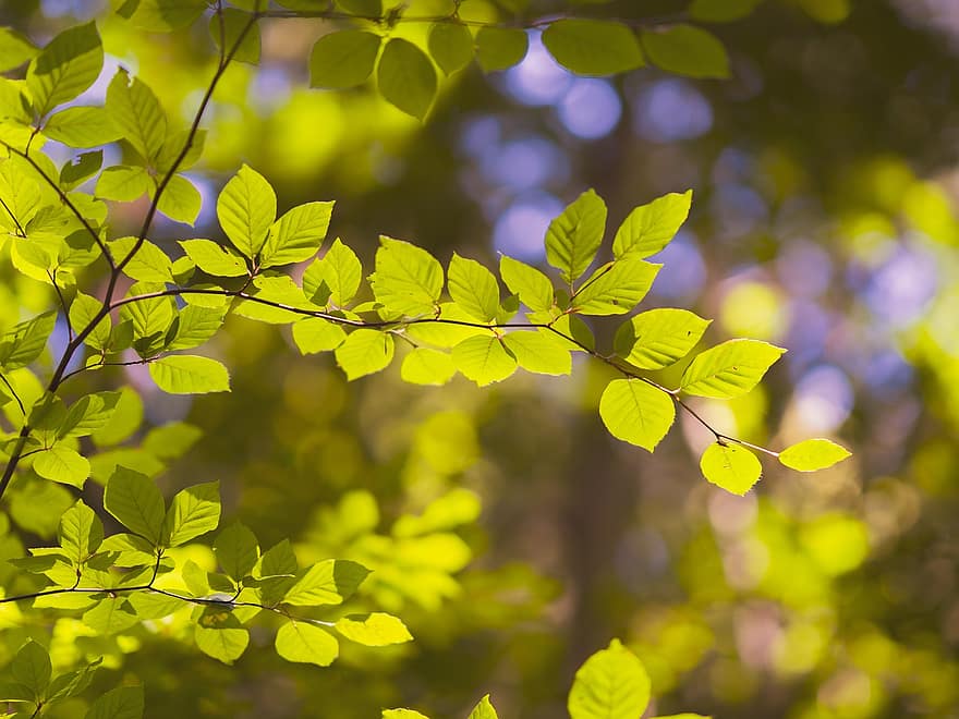 Leaves, Aesthetic, Tree, Forest, Bright, Color, Nature, Sun
