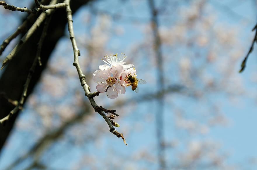 fleurs, fleur de cerisier, abeille, pétales, branche, arbre, plante, printemps