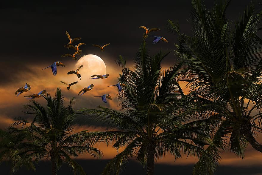 natură, copac, palmier, animale, pasăre, papagal, lună, lună plină, lumina lunii, Abendstimmung, zbor de păsări