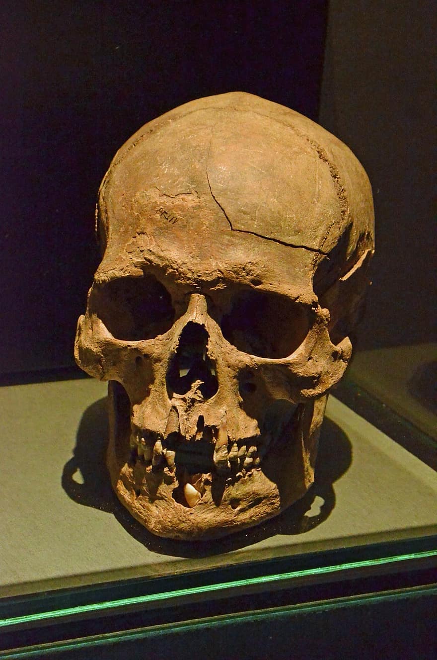 crani, esquelet, cap, endoll d’ulls, dents, mort, museu