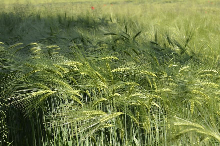 поле пшеница, зърнени растения, поле, селско стопанство