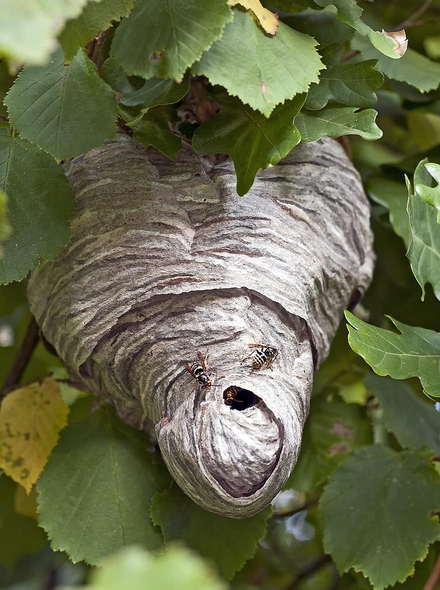 bišu stropa, rudenī, Hornest Nest, Hornet Hive, stropu, raksturs, kukaiņi, tuvplāns, lapas, kāpuru, bite