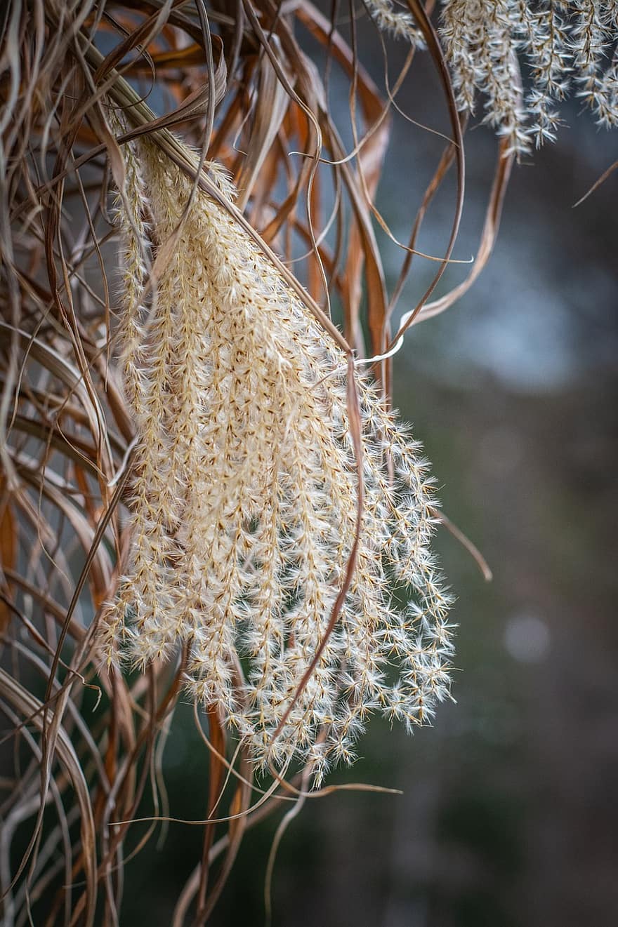 Reed, Leaves, Plant, Nature, Dry, Winter