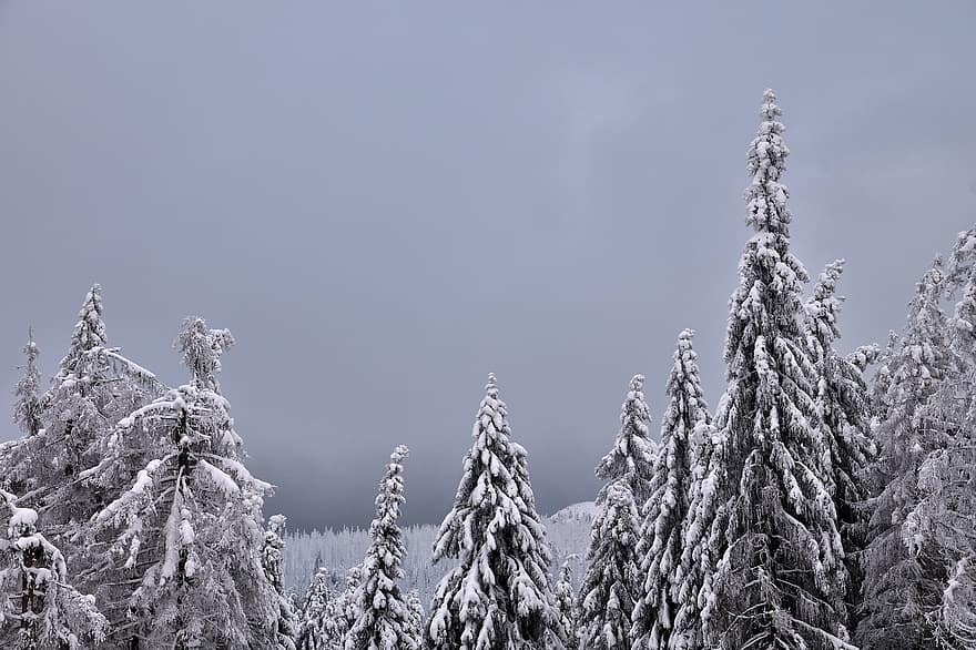 деревья, зима, снег, лес, сугроб, мороз, холодно, леса, природа, дерево, сосна