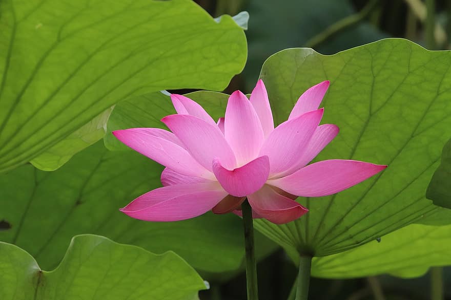 lotus, fabriek, Waterlelie, waterplant, flora, bloeiend, bloeiende, natuur, detailopname