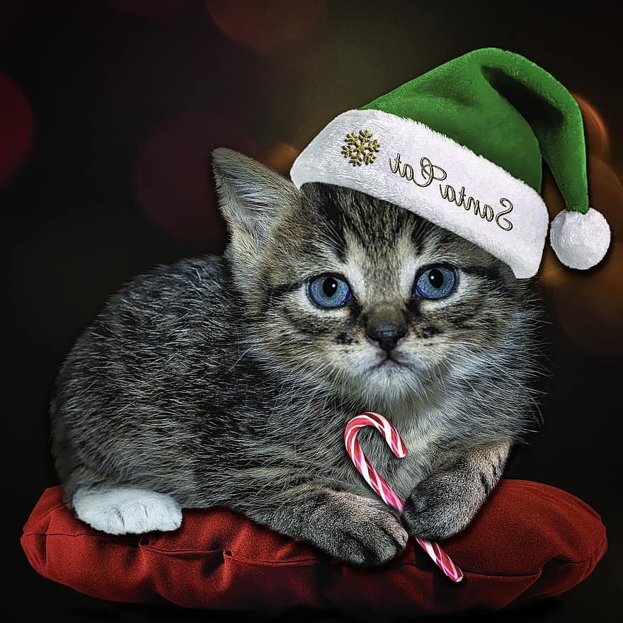 katė, kačiukas, saldainių cukranendrių, Kalėdų Senelis Katinas, pagalvė, skumbrės, naminis gyvūnas, gyvūnas, jauni, mielas, dangtelį