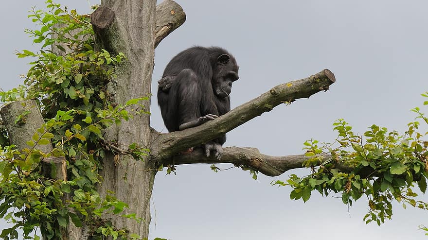 mico, primat, ximpanzé, arbre, relaxat