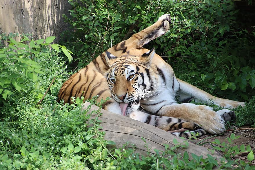 tigras, gyvūnas, zoologijos sodas, kačių, žinduolių, laukinės gamtos, laukinės gamtos fotografija, fauna