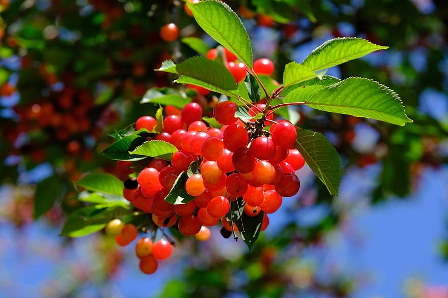 ceri, ceri asam, Kelimpahan Cherry, meluap, buah, matang, buah Batu, cabang ceri