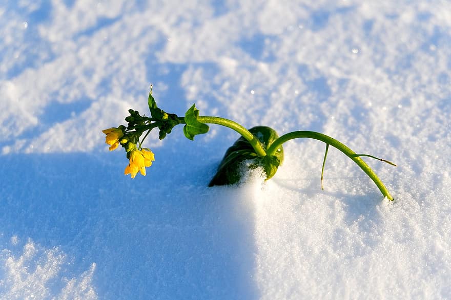 kwiat, żółty kwiat, śnieg, roślina, zimowy, zimno, płatki, mrożony