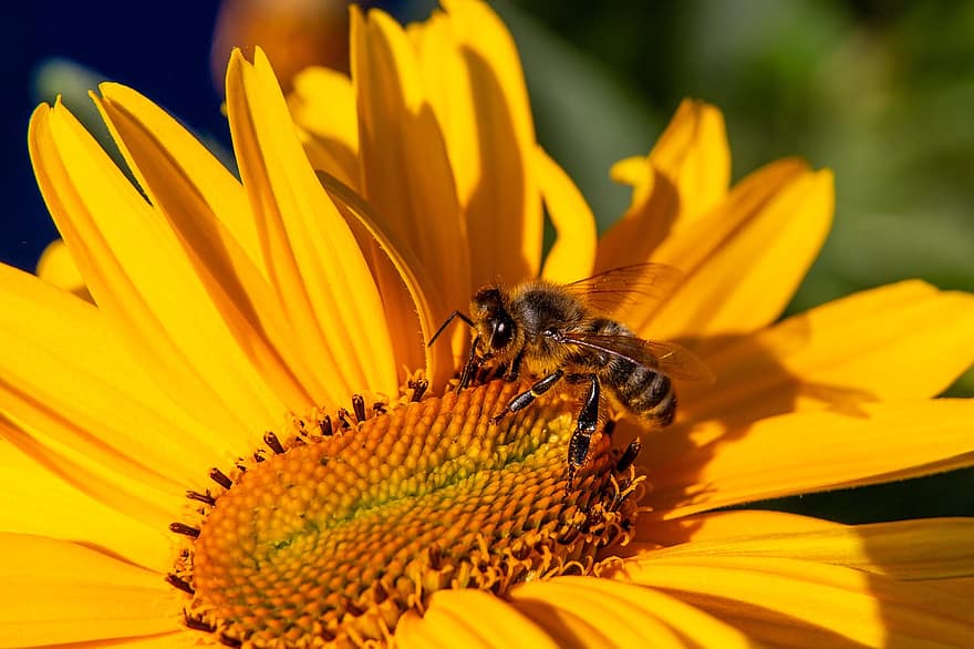 цветок, пчела, опыление, насекомое, энтомология, вид, нектар, лепестки