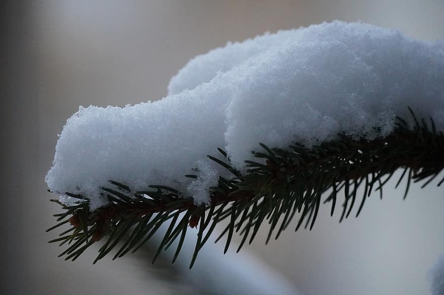 sníh, mráz, borovice, jehly, větev, led, zimní, jehličnatý strom, strom, rostlina, detail