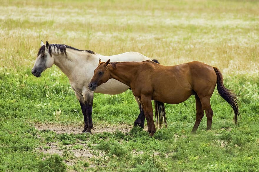 лошади, ферма, животные, млекопитающих, лошадиный, грива, ранчо, трава