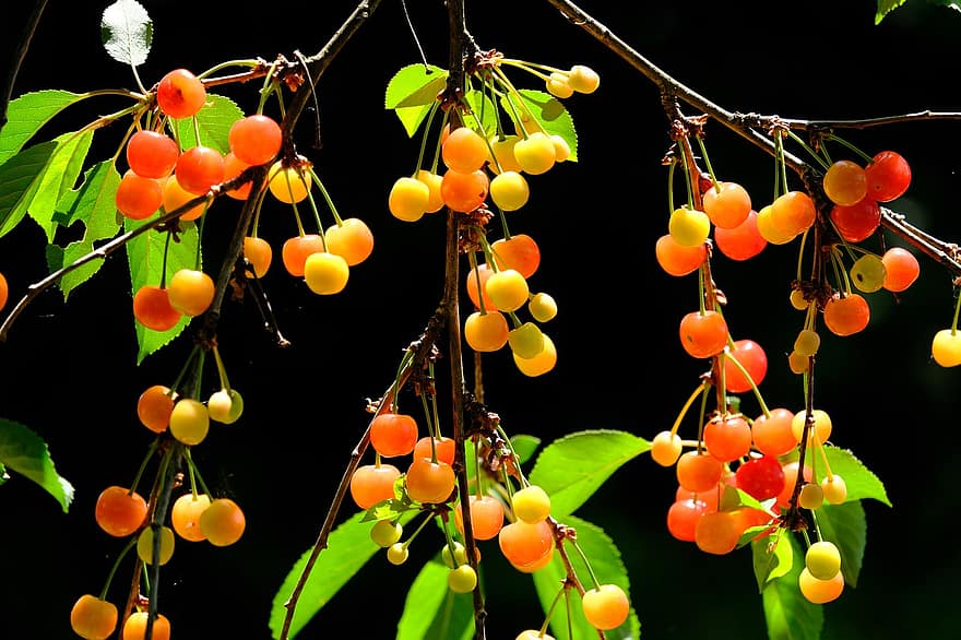 버찌, 신 체리, 체리 나무, 과일, 익은, 석류 열매