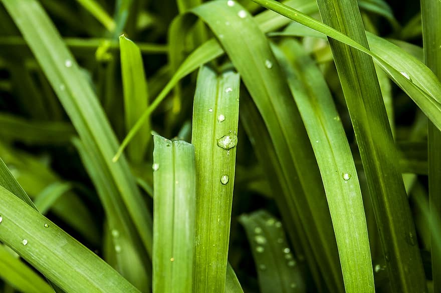 трева, Rosa, зелен, вода, природа, сутринта, растение, дъжд