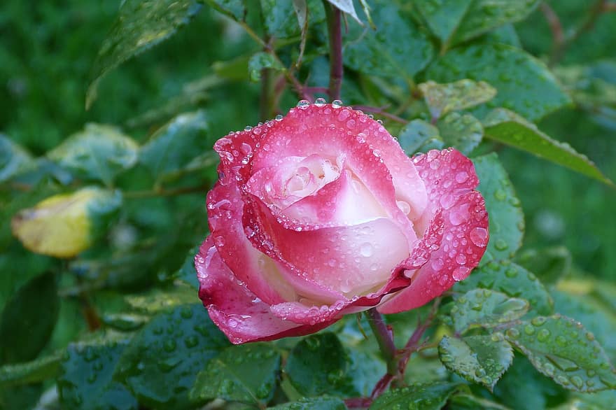 φύση, τριαντάφυλλο, σταγόνες βροχής, ανθίζω, ροζ, λευκό, καλοκαίρι