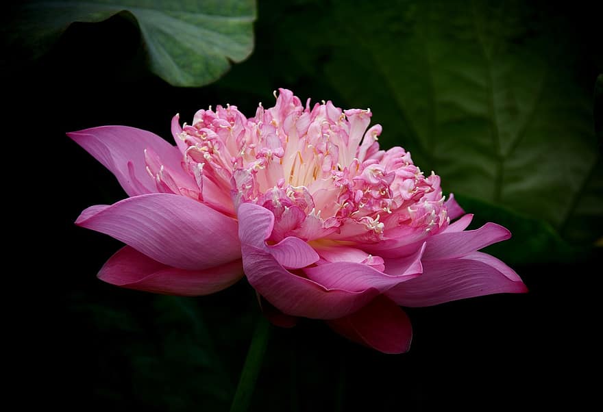 lotus, bloem, roze bloem, fabriek, bloemblaadjes, waterplant, bloeien, bloesem, bloeiende plant, flora, natuur