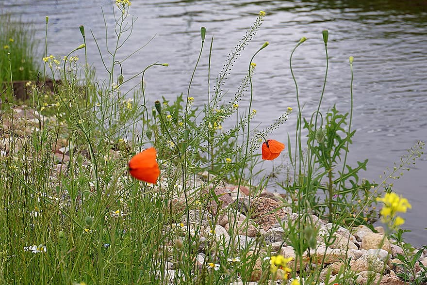 Water, River, Poppies Red, The Stones, Poppy, Nature, Red, Poppies, Wildflowers, Yellow, Flower
