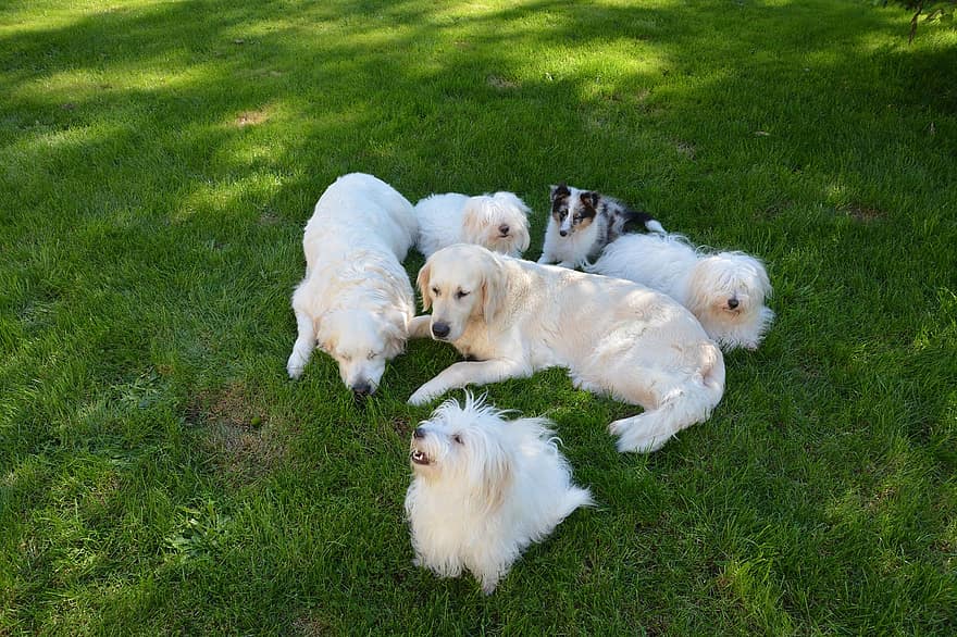 собаки, хутро, собачий, Породи собак змішані, собака золотистий ретрівер, собака Котон де Тулеар, собака шетландська вівчарка, собаки в білому халаті