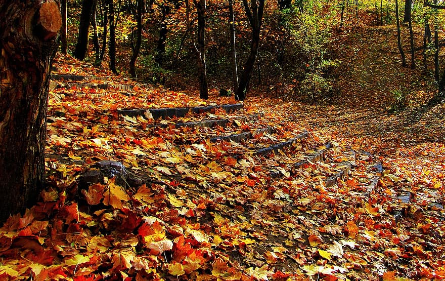 階段、葉、木、経路、秋、森林、黄、シーズン、マルチカラー、風景、歩道
