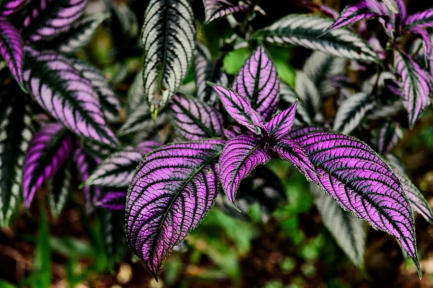 Purple Leaves, Leaves, Foliage, Flora, Plant, leaf, close-up, green color, purple, botany, backgrounds
