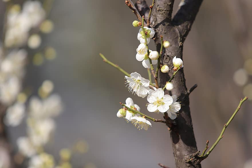 fiori di pruno, fiori bianchi, fiori di primavera, primavera, albero di prugne, fiori, ramo, avvicinamento, fiore, pianta, albero