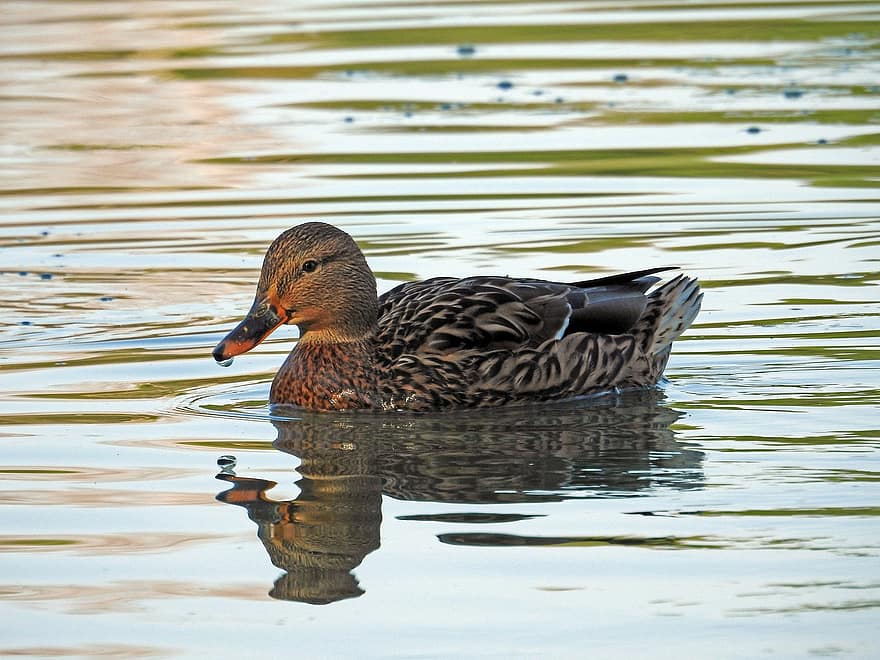 Bird, Duck, Mallard, Dabbling Duck, Anatinae, Lake, Pond, Reflection, Water Reflection, Avian, Ornithology