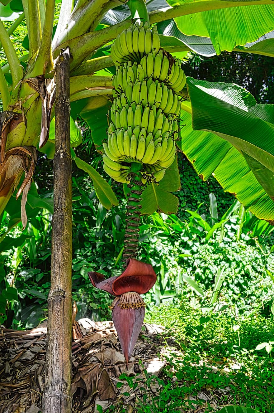 banāns, augļi, augu, banānu zieds, banānu augļi, banānu augs, kāts, tropu