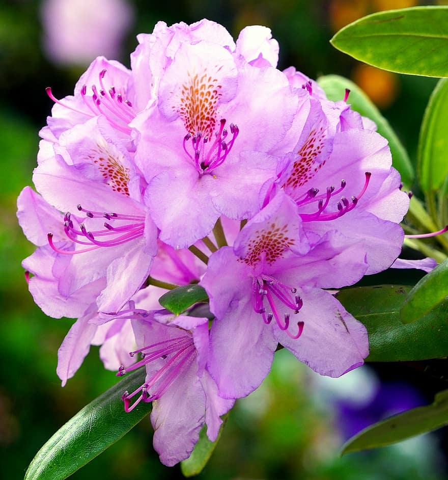 rhododendron, bunga-bunga merah muda, bunga-bunga, mekar, berkembang, menanam, alam, merapatkan, bunga, daun bunga, daun