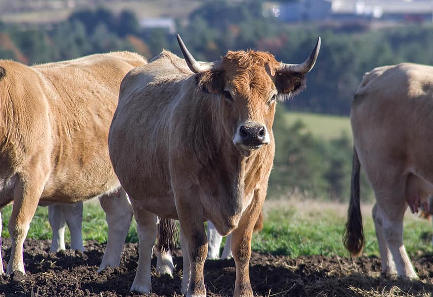 коровы, крупный рогатый скот, домашний скот, ферма, животные, природа, млекопитающих, сельское хозяйство, сельская местность, говядина