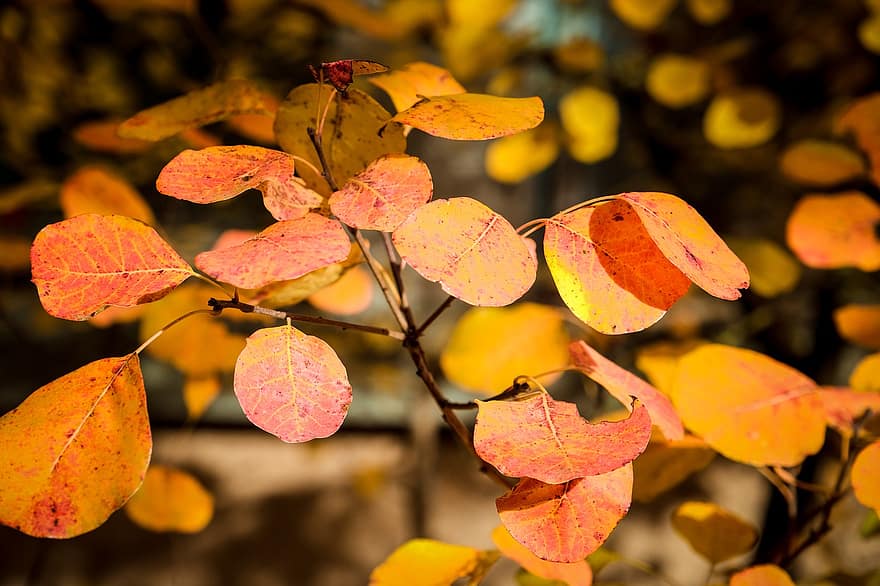 pobūdį, lapai, ruduo, sezoną, geltona, medis, kelių spalvų, Spalio mėn, ryškios spalvos, miškas, Iš arti